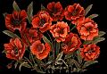 fleurs et nature (132)
